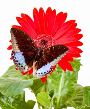 Archduke Butterfly  Lexias Pardalis  on Red Gerbera Daisy