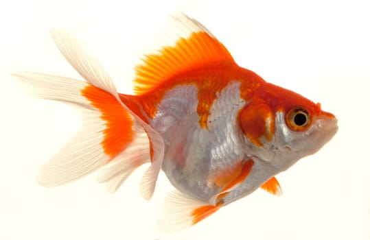Isolated Approaching Goldfish swimming towards camera, close-up on white