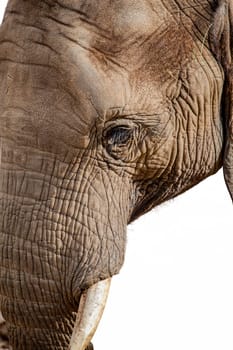 Elephant Face Isolated on White