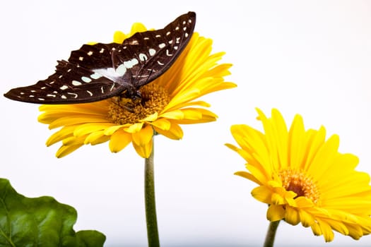 Great Jay  or Pale Grren Triangle  Butterfly on Gerbera Daisy