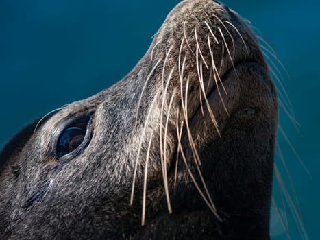 Close-up on Face of California Sea Lion