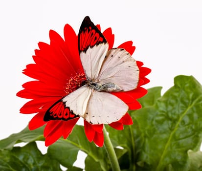 Great Orange Tip Butterfly on a Red Daisy