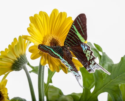Sunset Moth on a Yellow Daisy