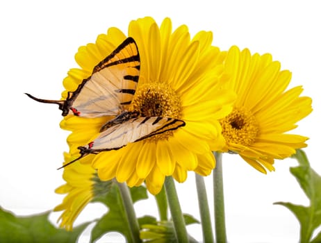 Four Bar Butterfly on a Yellow Daisy