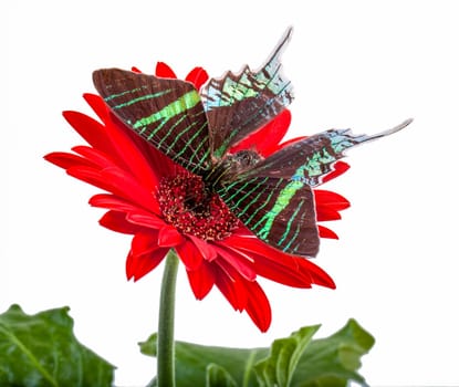 Sunset Moth on a Red Daisy with white background