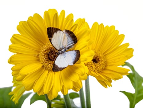Butterfly  Delias isocharis  on a Yellow Daisy