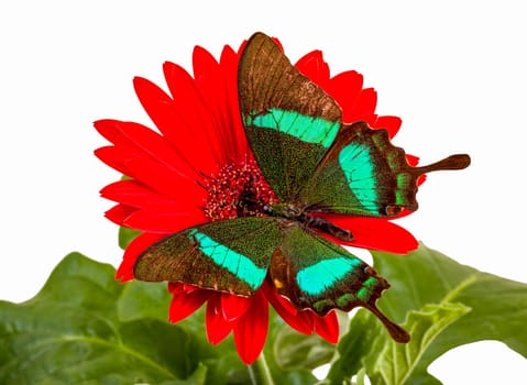 Emerald Swallowtail Butterfly on a Red Daisy