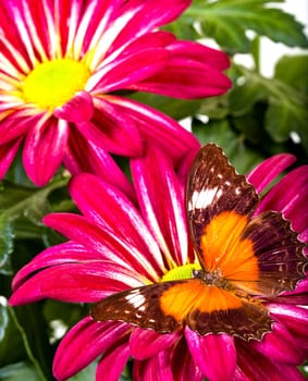 Red Lacewing Butterfly on a Red Mum