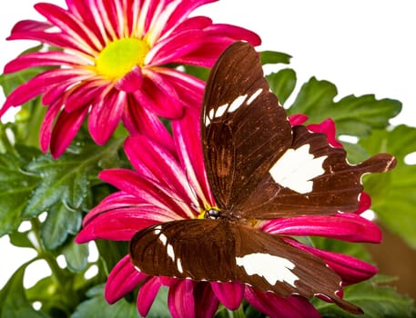 Black and White Helen Butterfly on Red Mum