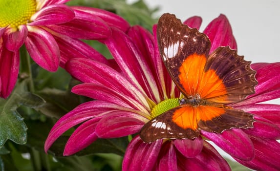 Red Lacewing Butterfly on Red Mum