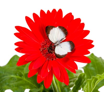 Butterfly  Delias isocharis  on a Red Daisy