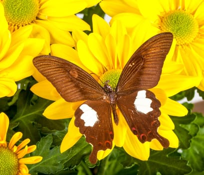 Red Helen Butterfly on a Yellow Chrysanthemum