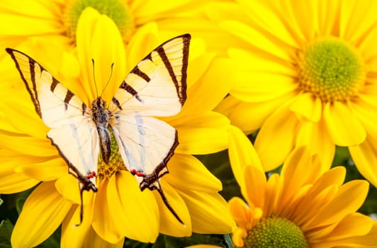 Fourbar Swordtail Butterfly on Yellow Chrysanthemum