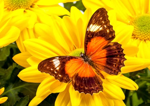 Red Lacewing Butterfly on a Yellow Chrysanthemum