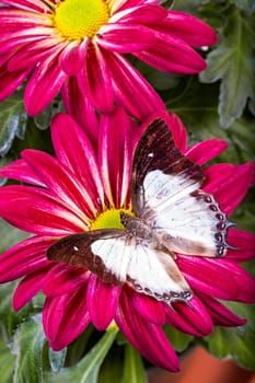 Plain Nawab Butterfly on a red Mum
