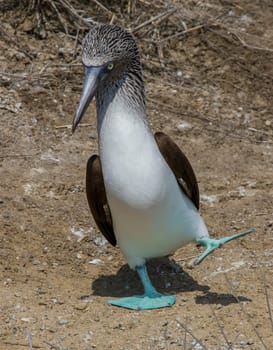 An adule blue-footed booby performs his mating dance