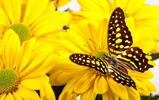 Green Jay Butterfly  aka Green Triangle or Green Spotted Triangle  on Yellow Chrysanthemum
