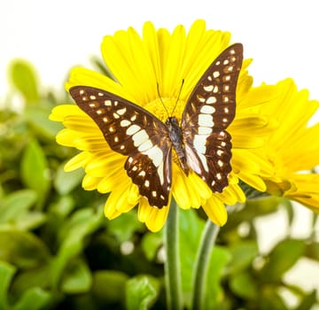Common Jay Butterfly on Yellow Gerbera Daisy