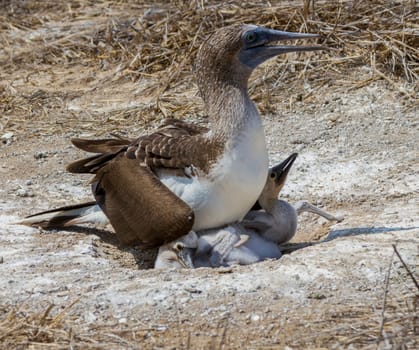An adult female blue-footed booby sitting on two newborn chicks on her next on the ground