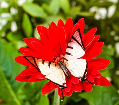 Fourbar Swordtail Butterfly on Red Gerbera Daisy