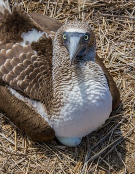 Blue Footed Booby Sitting on Egg. The sitting is shared between the male and female.