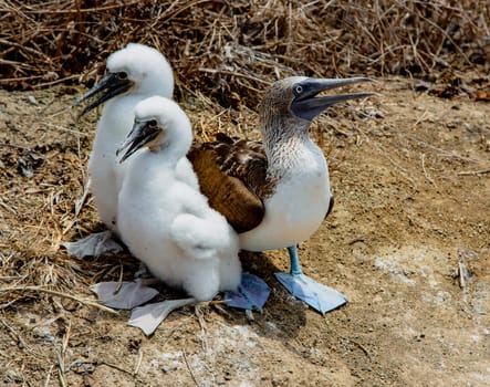 Adult female blue footed booby with two almost fully grown chicks