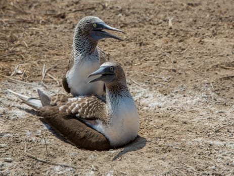Two adult blue footed boobies sit on a nest, protecting it from any intruders
