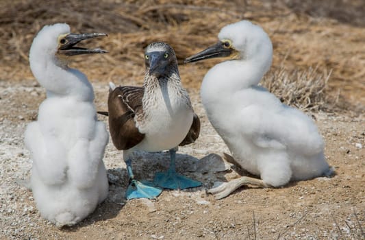 An adult male Blue-footed Booby with his two female chicks