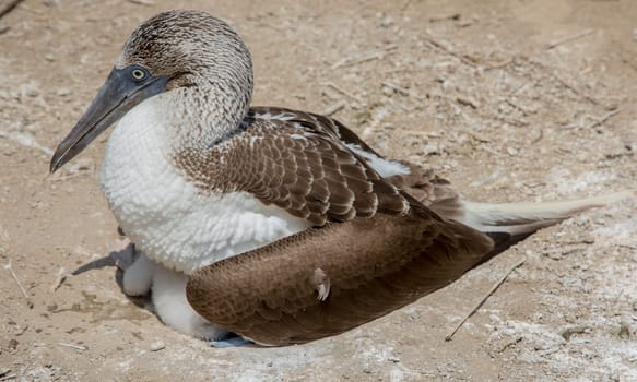 An adult blue footed booby sits on two babies in the nest