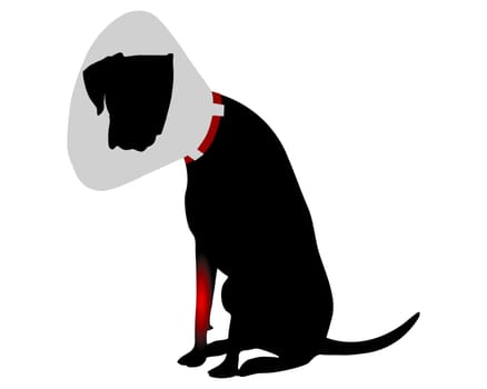 Hund mit Halskrause und Schmerzen im Vorderlauf
