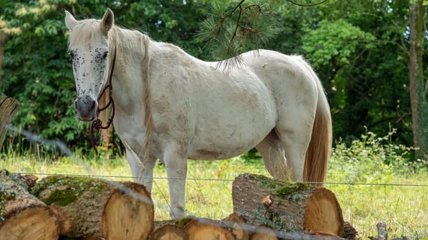 a white horse grazing in pasture