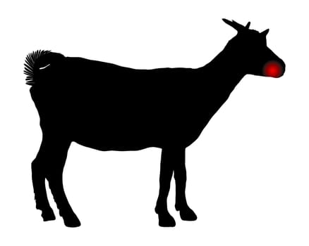 Ziege mit Zahnschmerzen