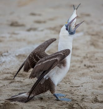 Blue footed booby stealing fish from fishermen