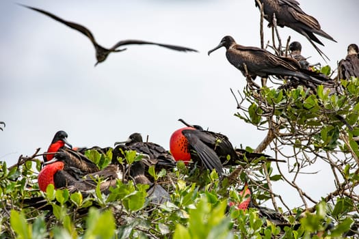 Frigate birds with male having inflated red gullet for mating season