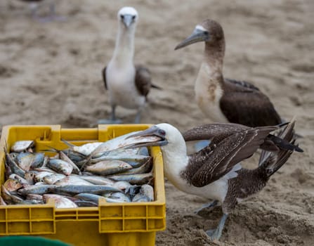 Blue footed booby stealing fish from fishermen