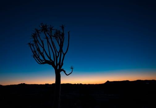 Quivertrees are unique to the deserts of Namibia