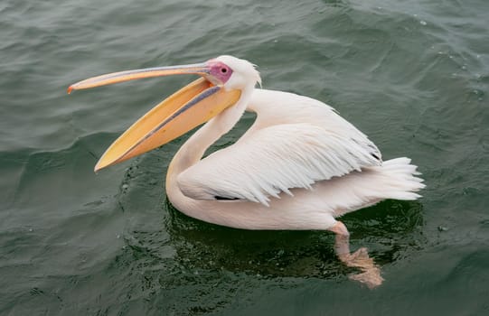 Great White Pelicans with their mouths open in Namibia