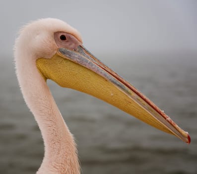 Profile of a Great White Pelican in Namibia