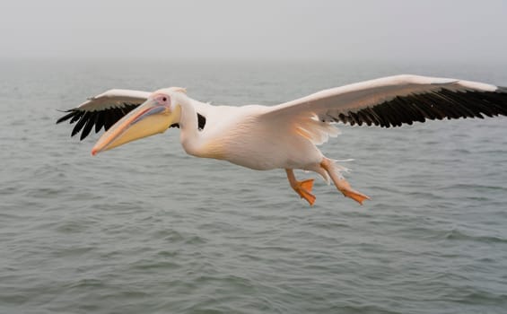 Great White Pelicans in flight in Namibia