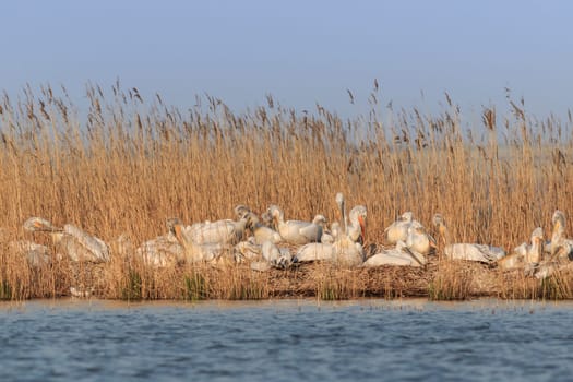 dalmatian pelicans (pelecanus crispus) in Danube Delta Romania