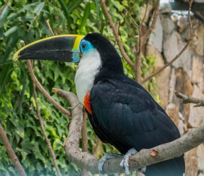 Toucan sitting on a branch