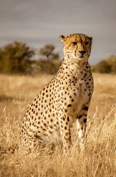 Adult cheetah sits up scans his surroundings in Namibia