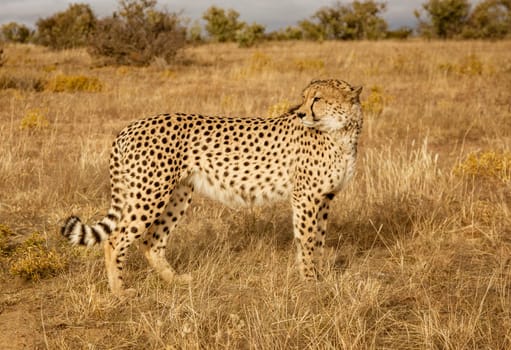 Adult cheetah walks among short dry grass in Namibia