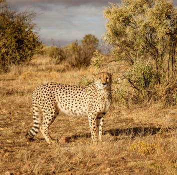 Adult cheetah walks among short dry grass in Namibia