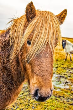 Icelandic Horses were bred specifically for the climate in Iceland