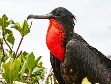 Male frigate bird with red gullet for mating season