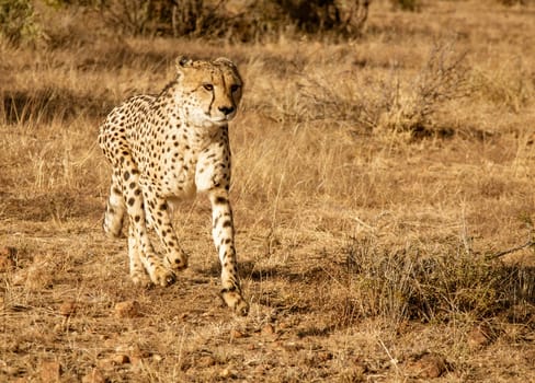 Adult cheetah walks among short dry grass in Namibia