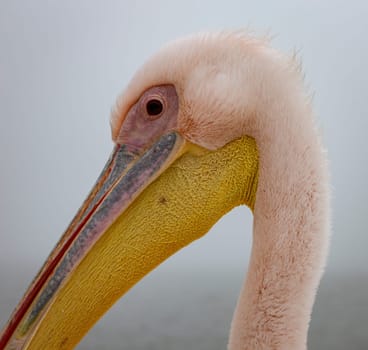 Profile of a Great White Pelican in Namibia