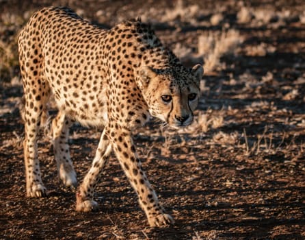 Adult cheetah walks in the desert of Namibia
