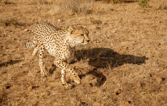 Adult cheetah walks among short dry grass in Namibia